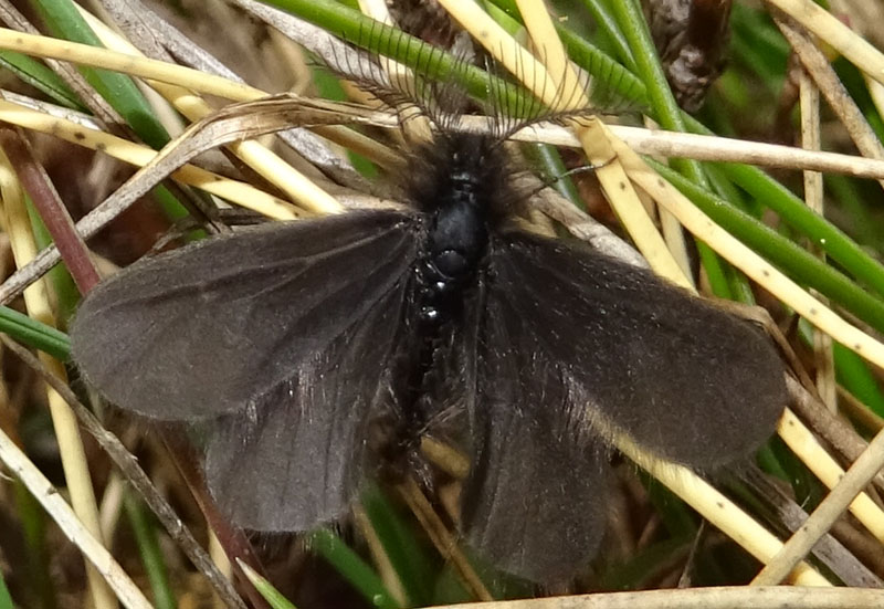 forse: Epichnopterix plumella - Psychidae